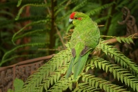 Kakariki rudocely - Cyanoramphus novaezelandiae - Red-fronted Parakeet - kakariki 3315